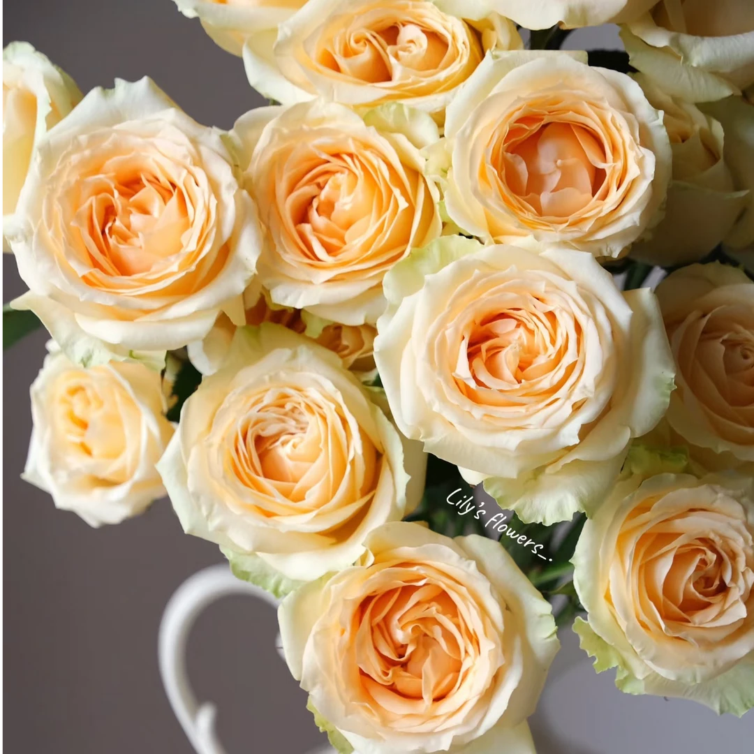 【香槟】单头玫瑰 云南鲜花 任意2单鲜花升级顺丰包邮