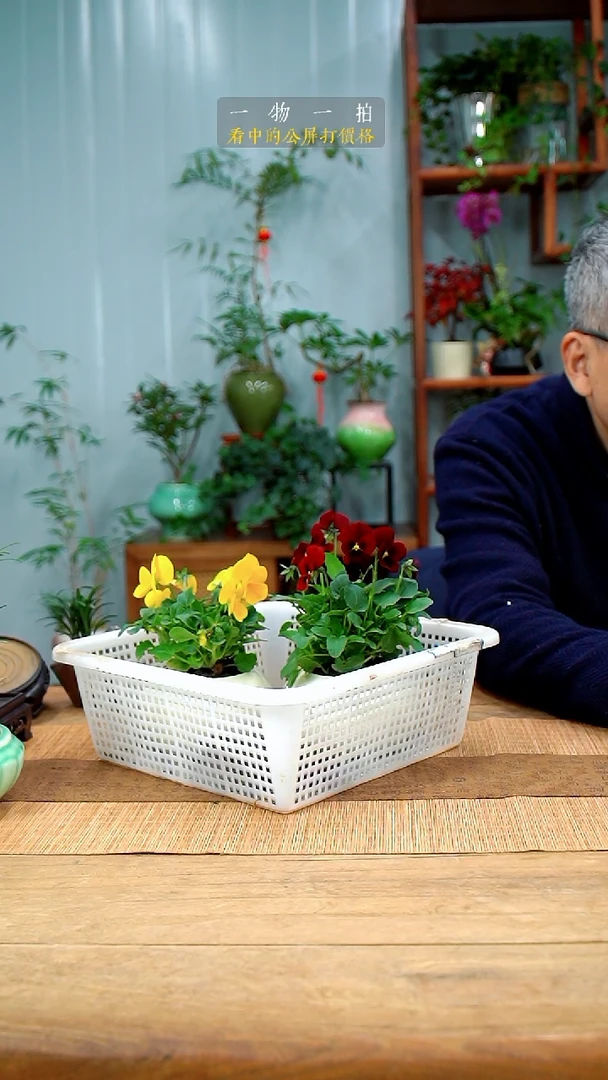 完全开放舞*魂289角堇2盆