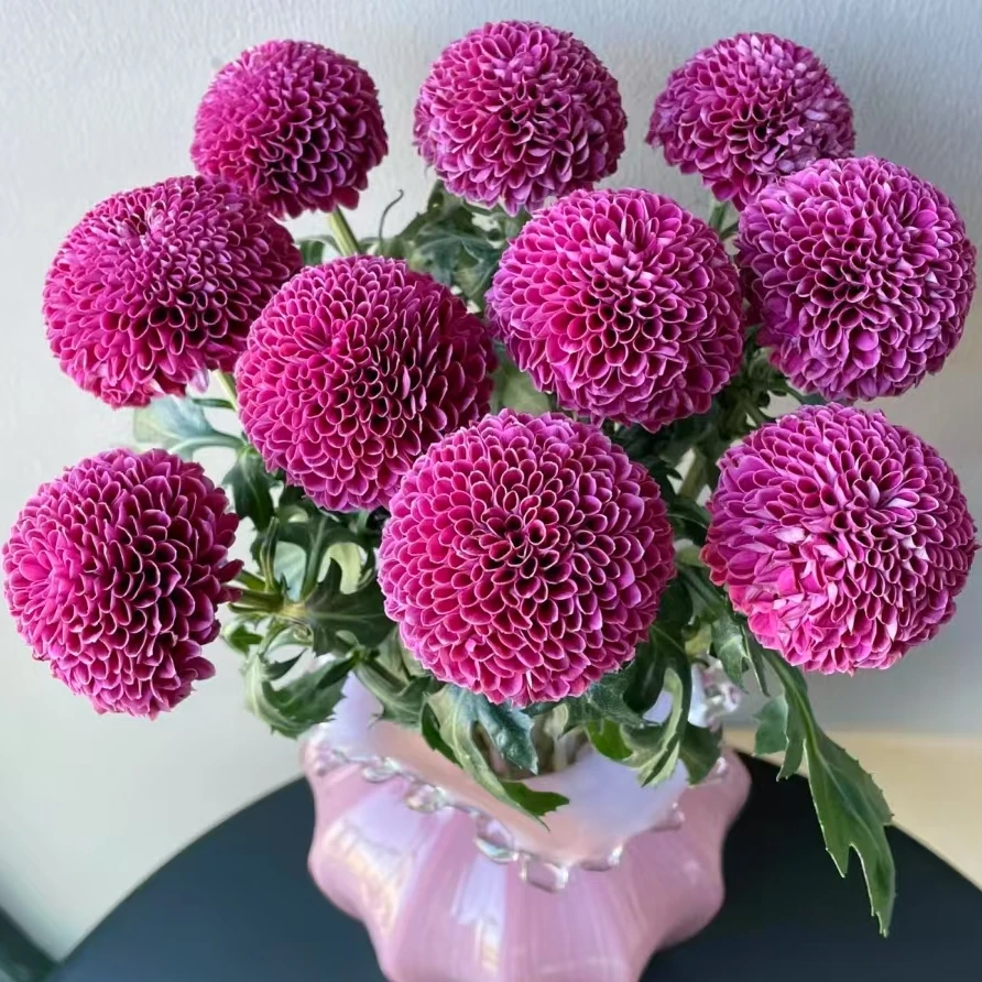 【一品花集】【紫色乒乓菊】10支
