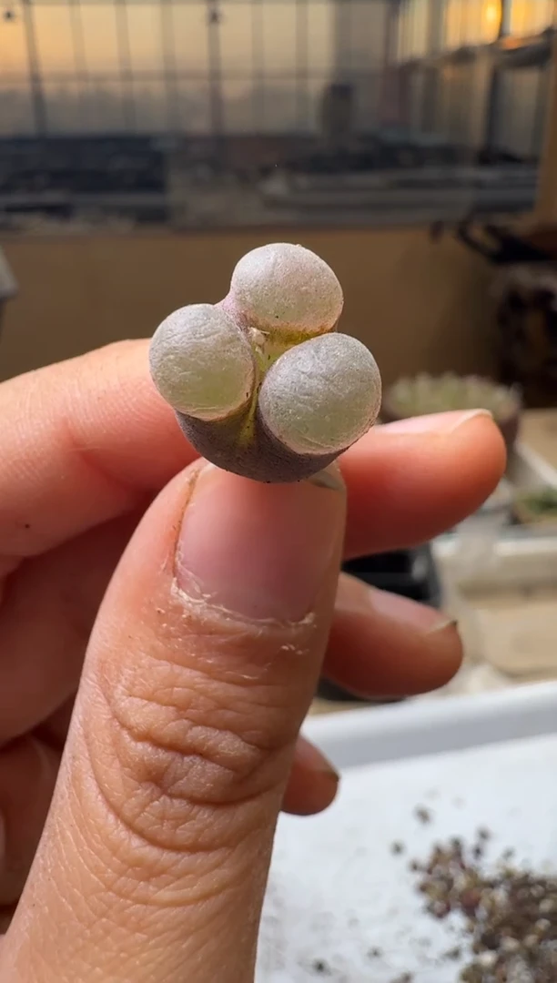 多肉植物肉锥4-398