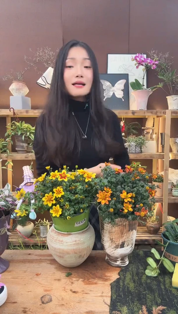 无花朵大**相鬼针草加盆一套241   231     俩套