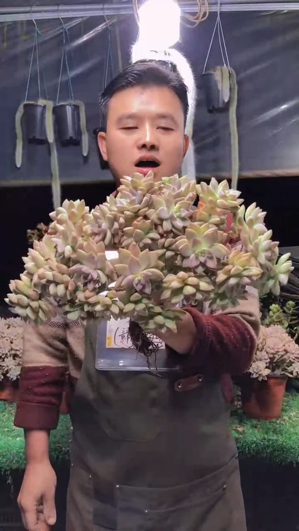 211淡雪缀化一物一拍
