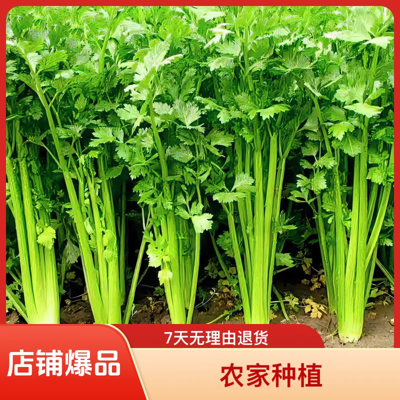 芹菜沂蒙本地玻璃脆芹菜农家种植无丝无筋山东农家小芹菜新鲜带根