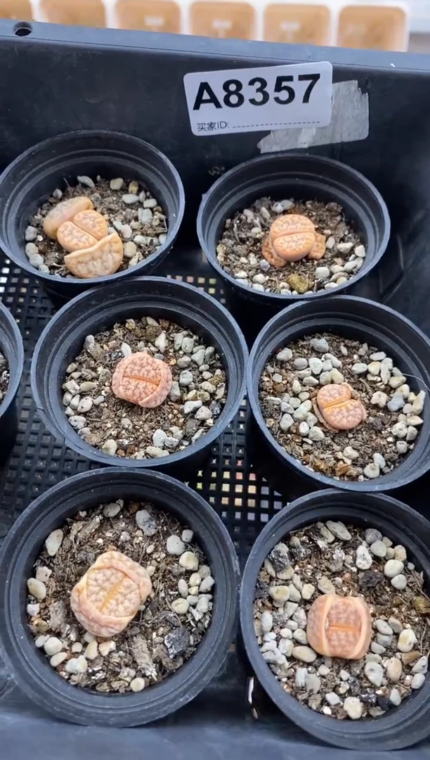 【闪购商品】8357直播一物一拍