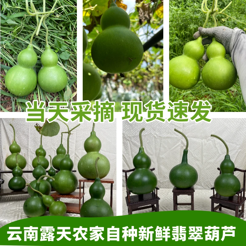【一物一拍】专用链接观赏装饰吉祥好运新鲜翡翠葫芦绿皮青皮绿宝石