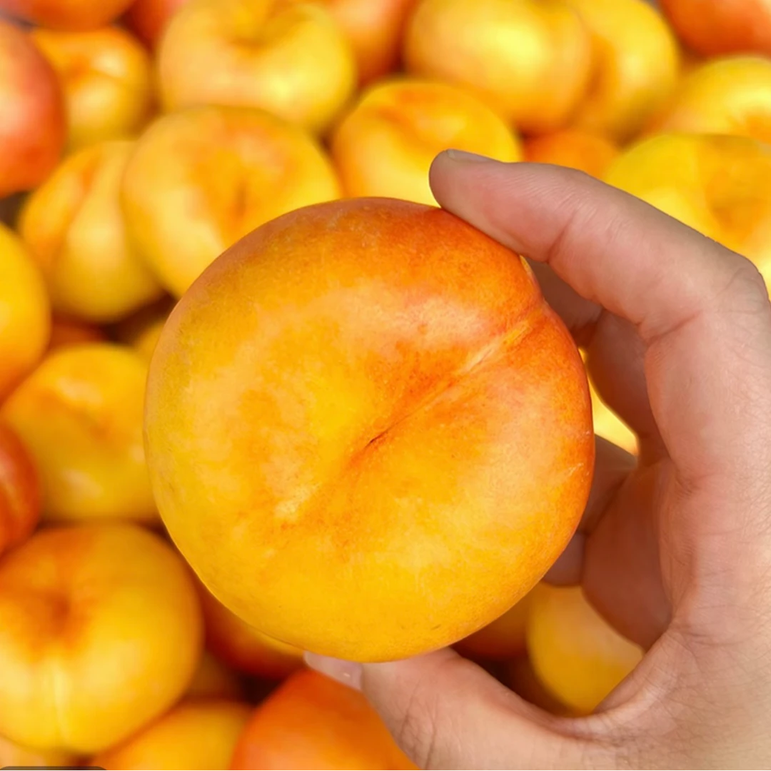 山东蒙阴彩虹油蟠桃