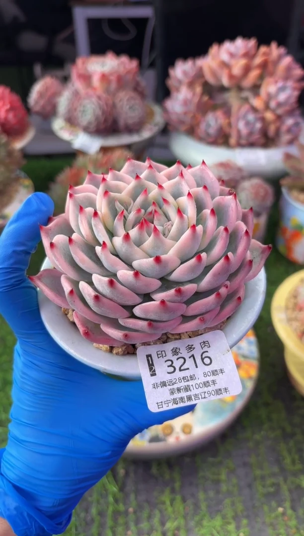 昆明印象多肉3216