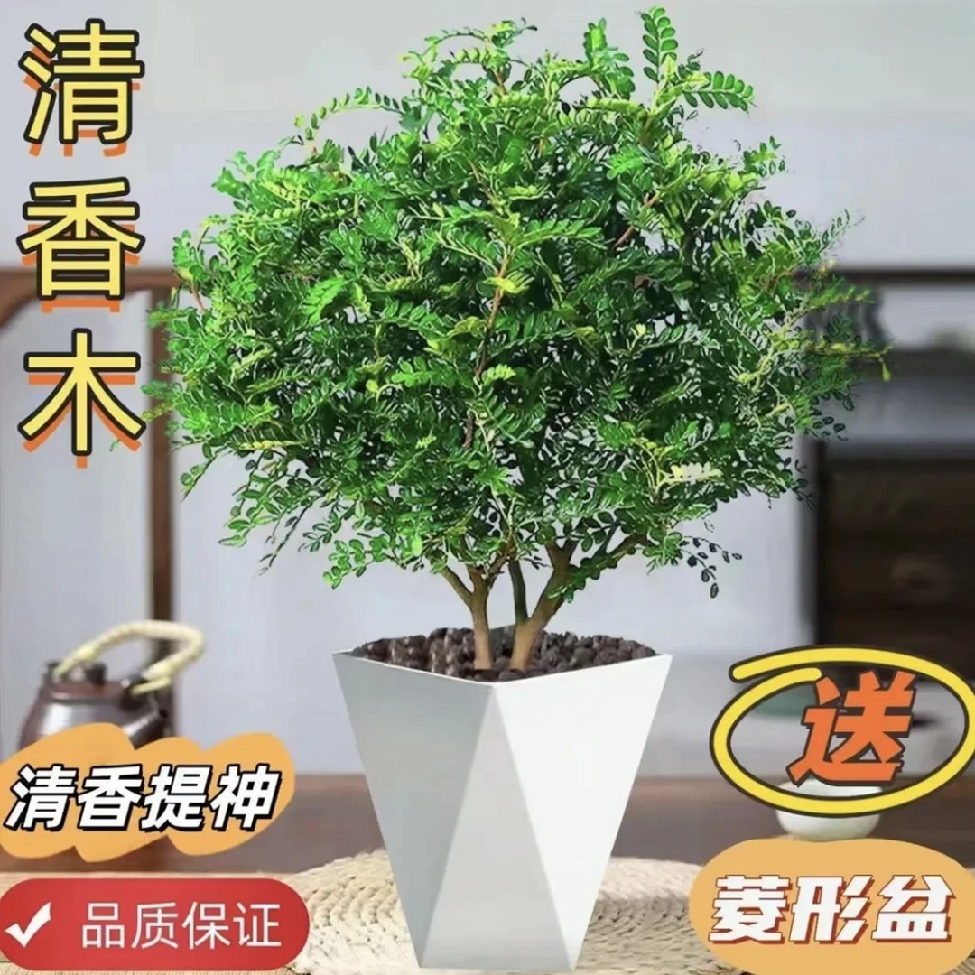 【送白盆】清香木胡椒木绿植驱蚊虫植物花卉常青净化空气庭院阳台