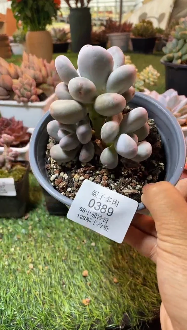 0389（满28包邮发货）