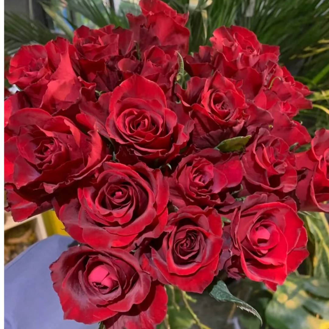 【A级传奇单头玫瑰】云南A级玫瑰70-75cm室内水养昆明直发一单包邮