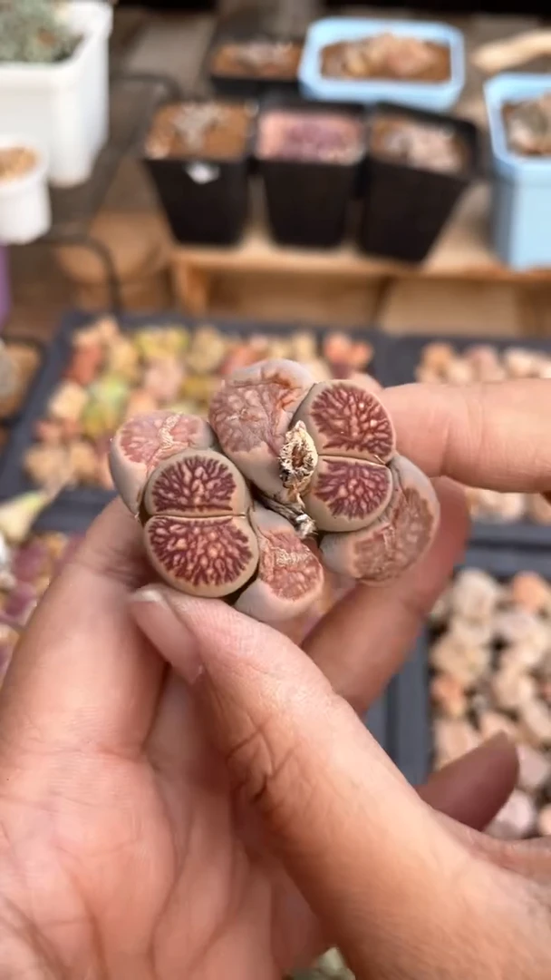 【闪购商品】 1010直播一物一拍