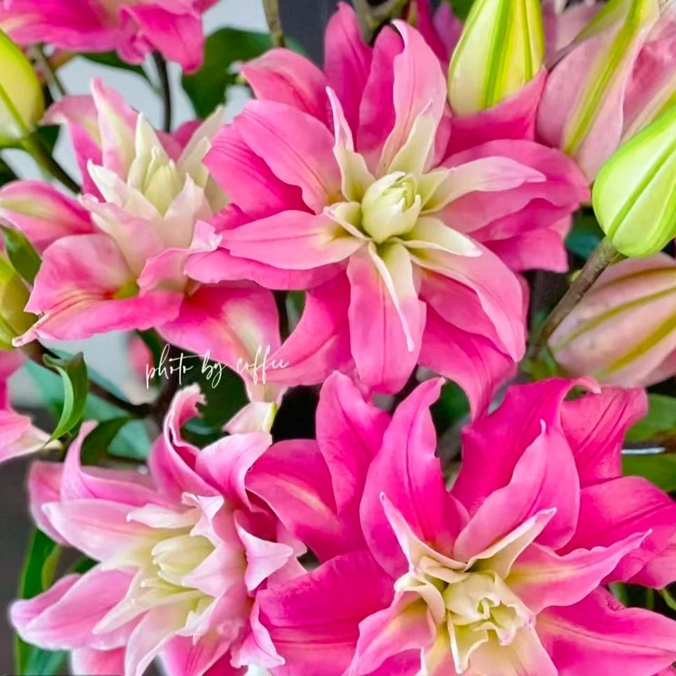 【红丝带】重瓣百合鲜切花辽宁凌源顺丰包邮