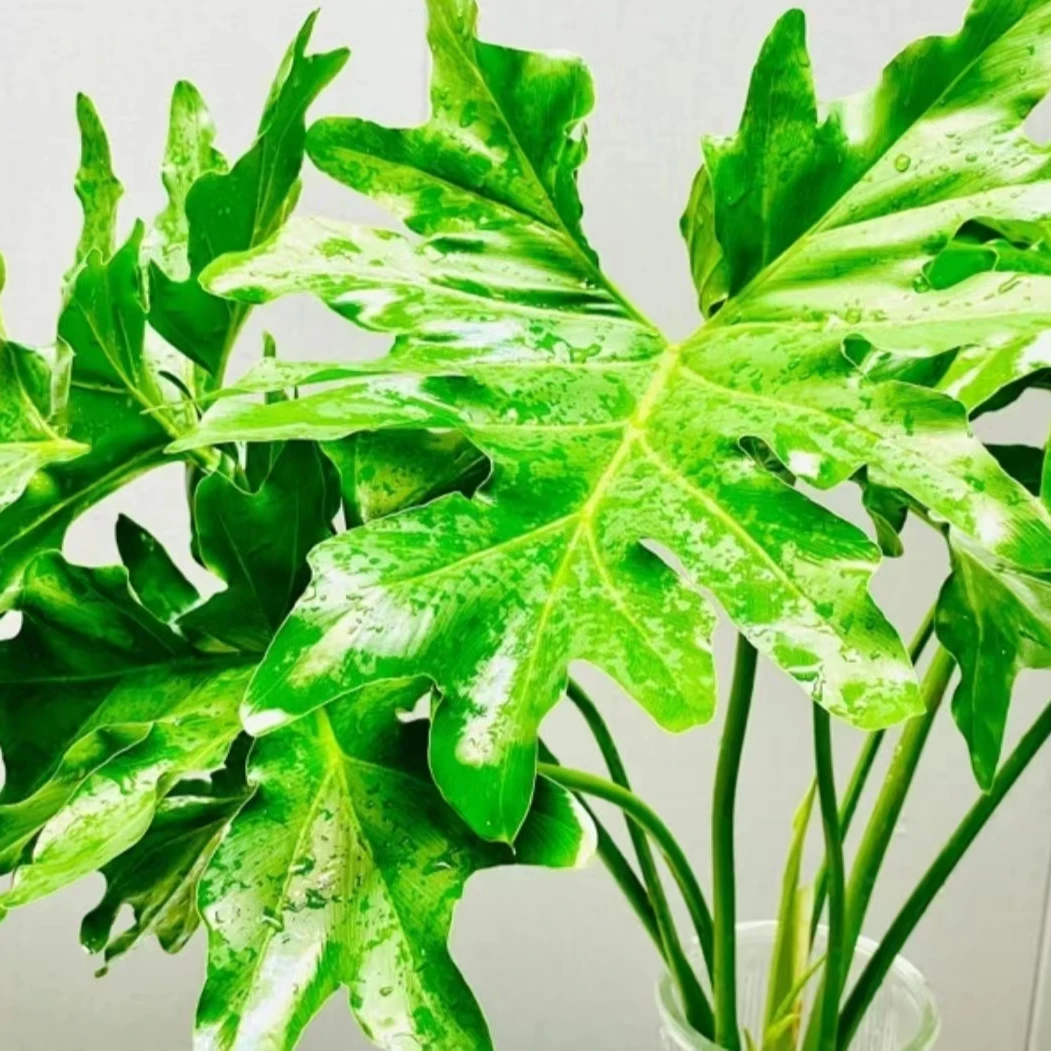 【龙鳞春羽】室内绿植春羽盆栽水培土培好养护盆景观叶植物新手