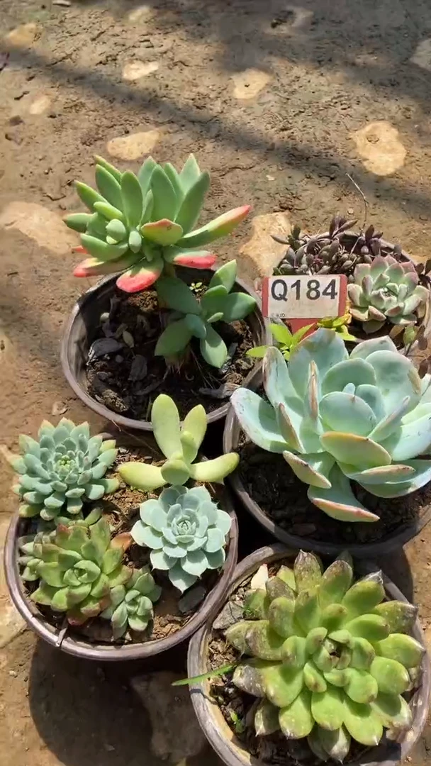 Q184多肉组合默认脱土发货