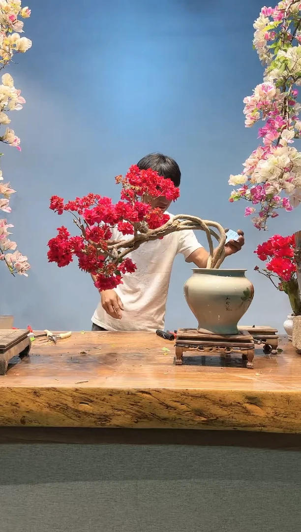 三角梅专场一物一拍64