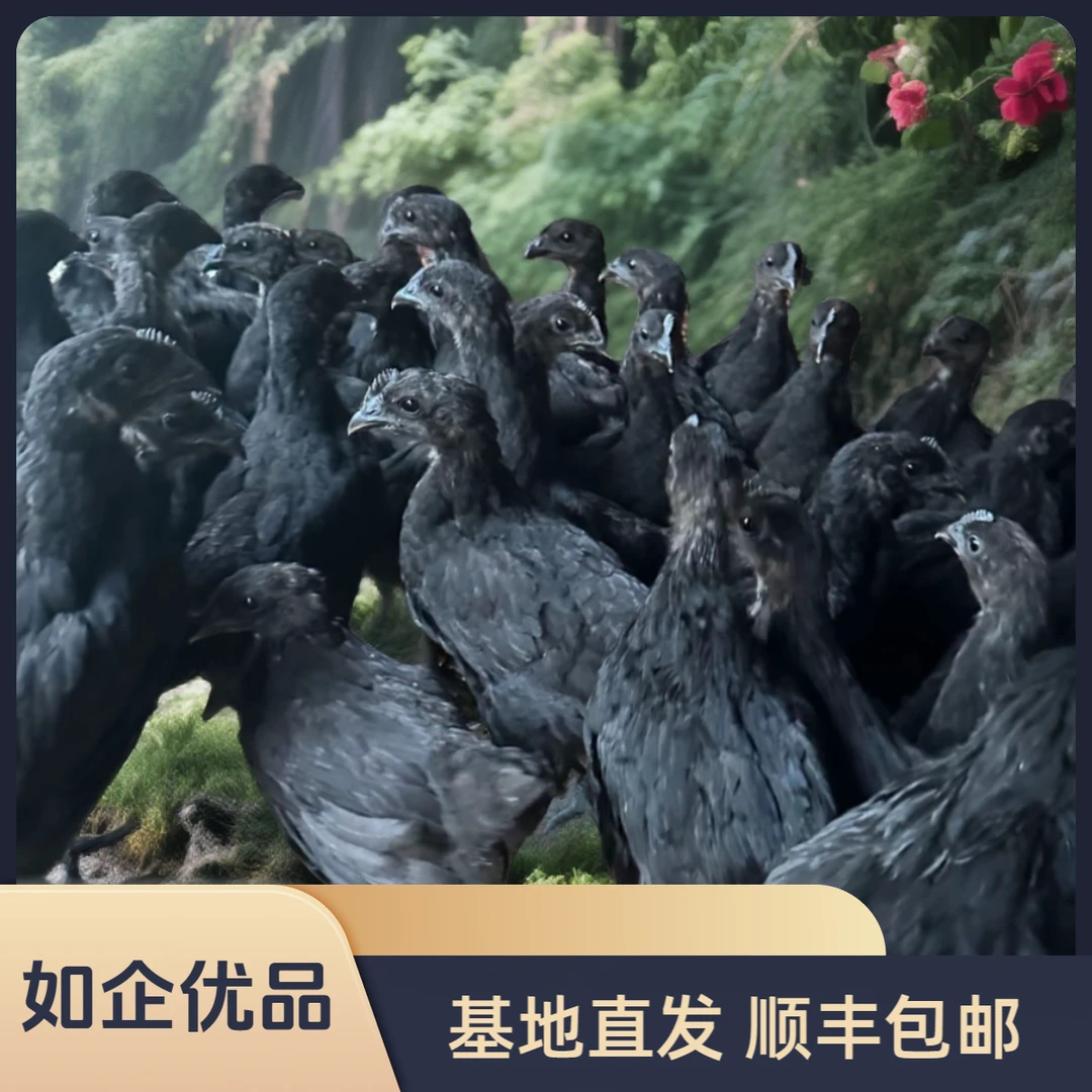 【12只】保种基地活体发货，黑宠物鸡，四两左右发货，顺丰包邮