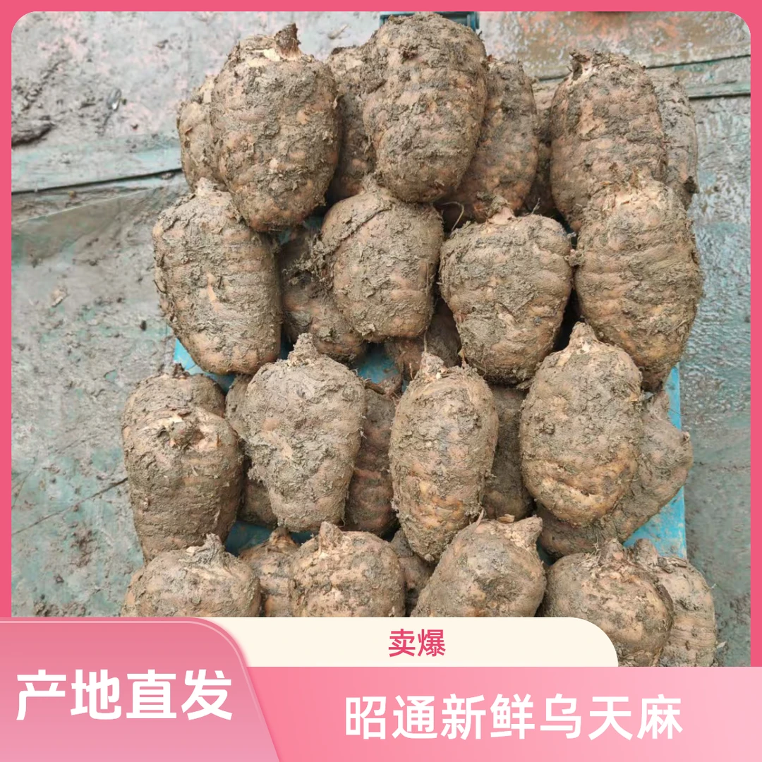 精选老品种【新鲜乌天麻】 云南昭通彝良小草坝 带泥发货煲汤泡酒湿