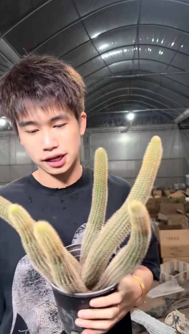 多头 双色金妞【带根】