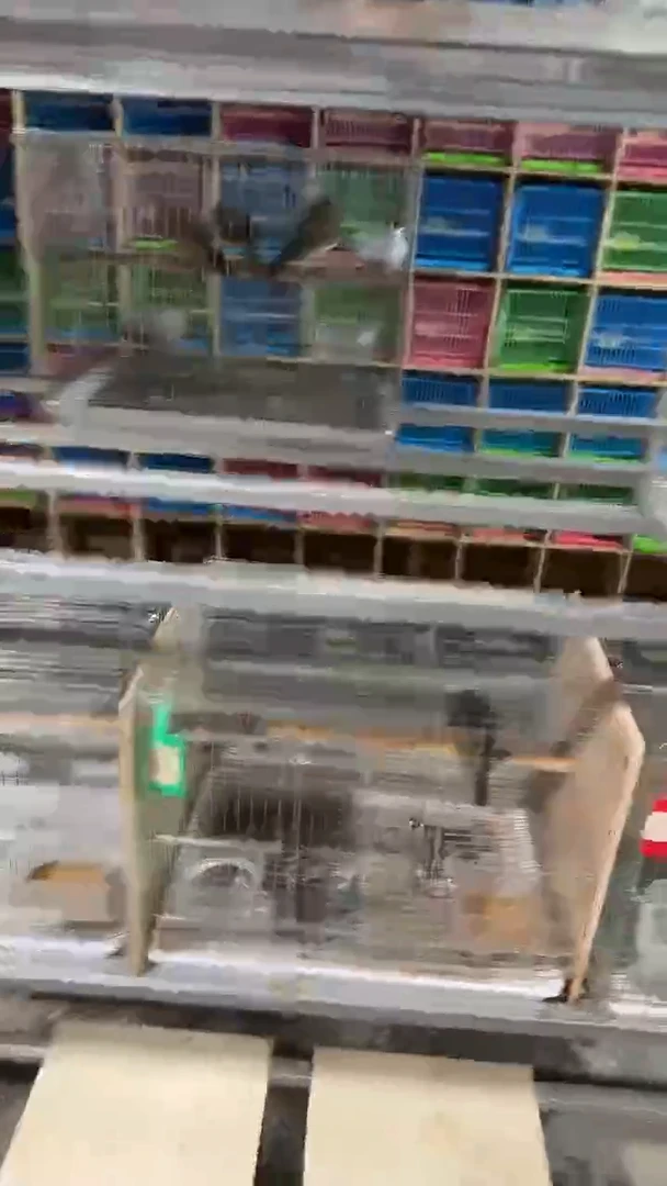 虎皮鹦鹉1号  养笼0元起拍