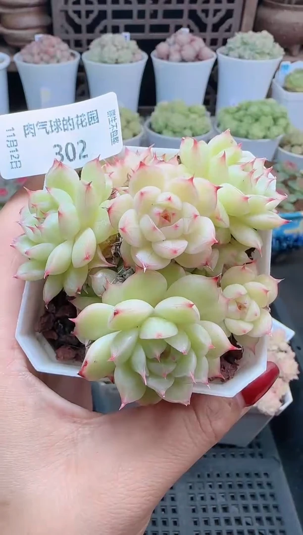 1112-302（群生不包整）