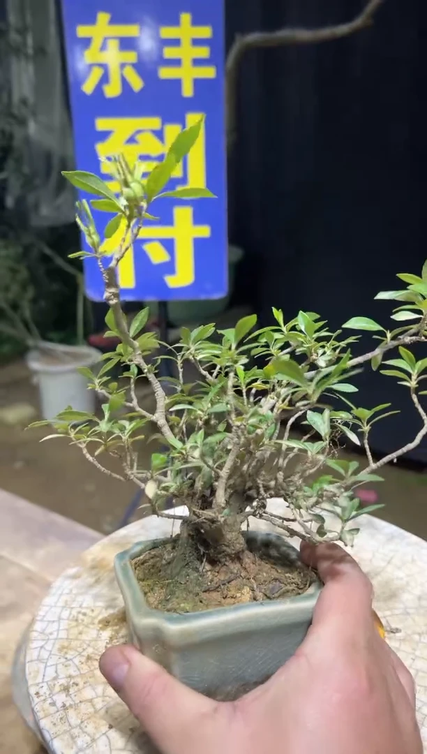 当前无花栽培后可以开花亮*。海岛栀子花