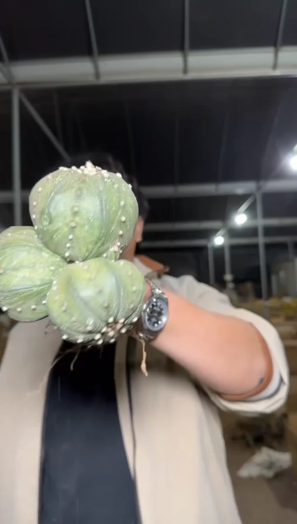 3头起 星兜【带根】