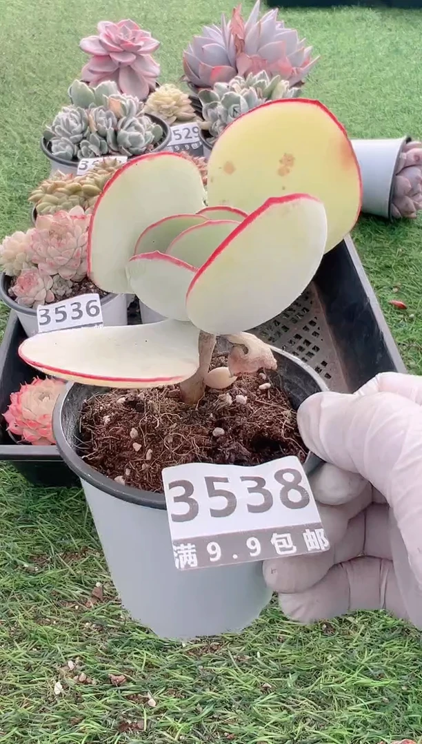 【闪购商品】信福多肉一物一拍