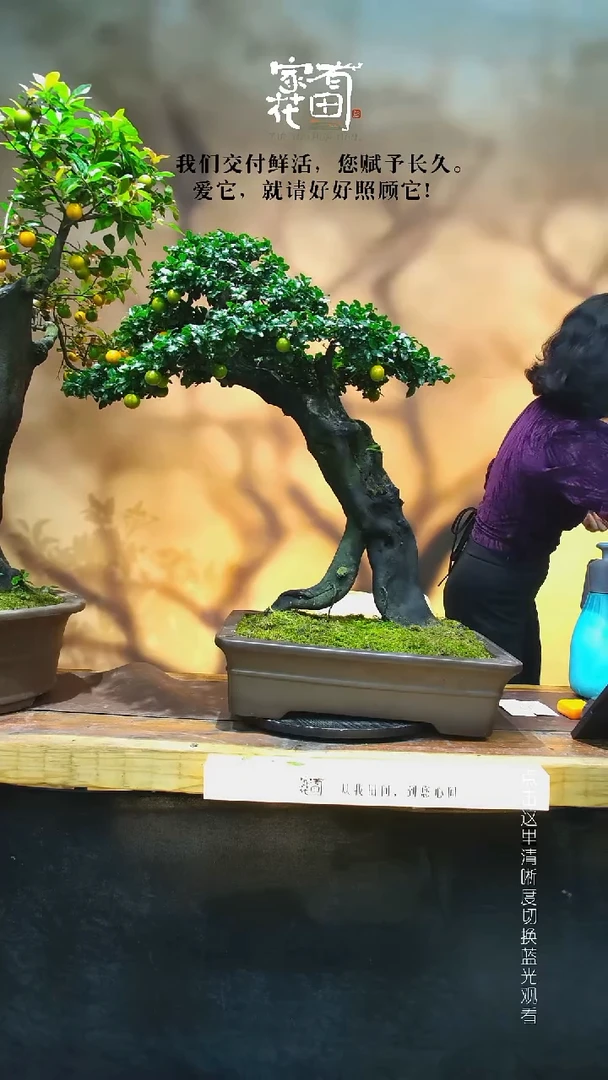 无花朵峰*家有花田-老桩金弹子