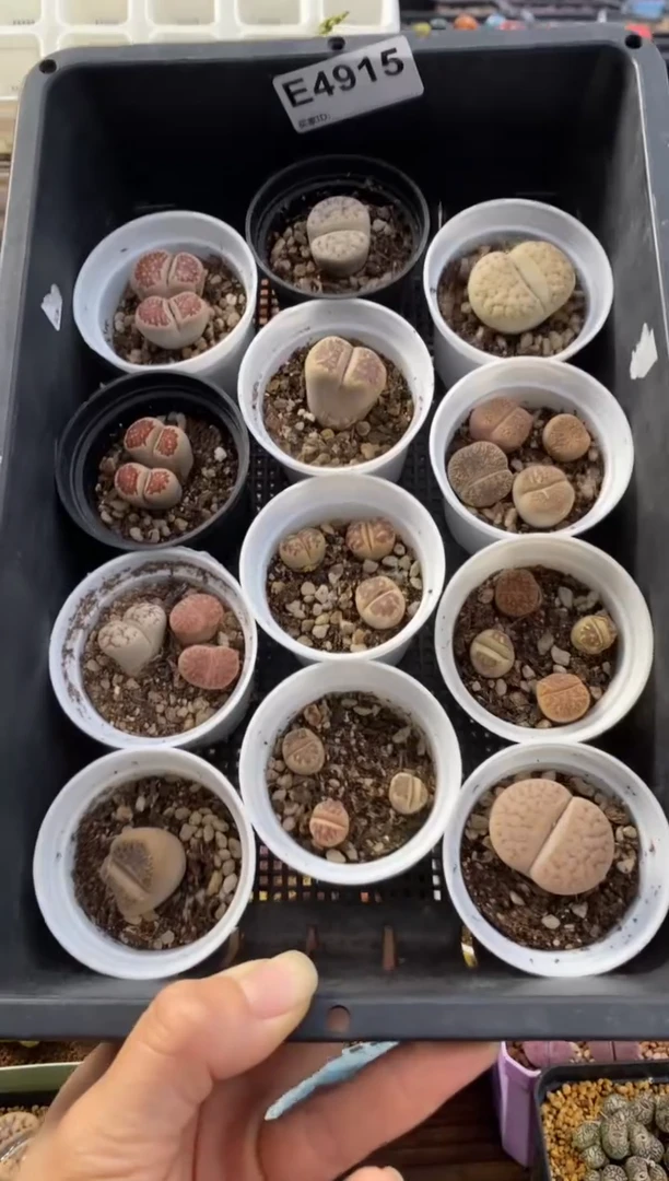 4915直播一物一拍