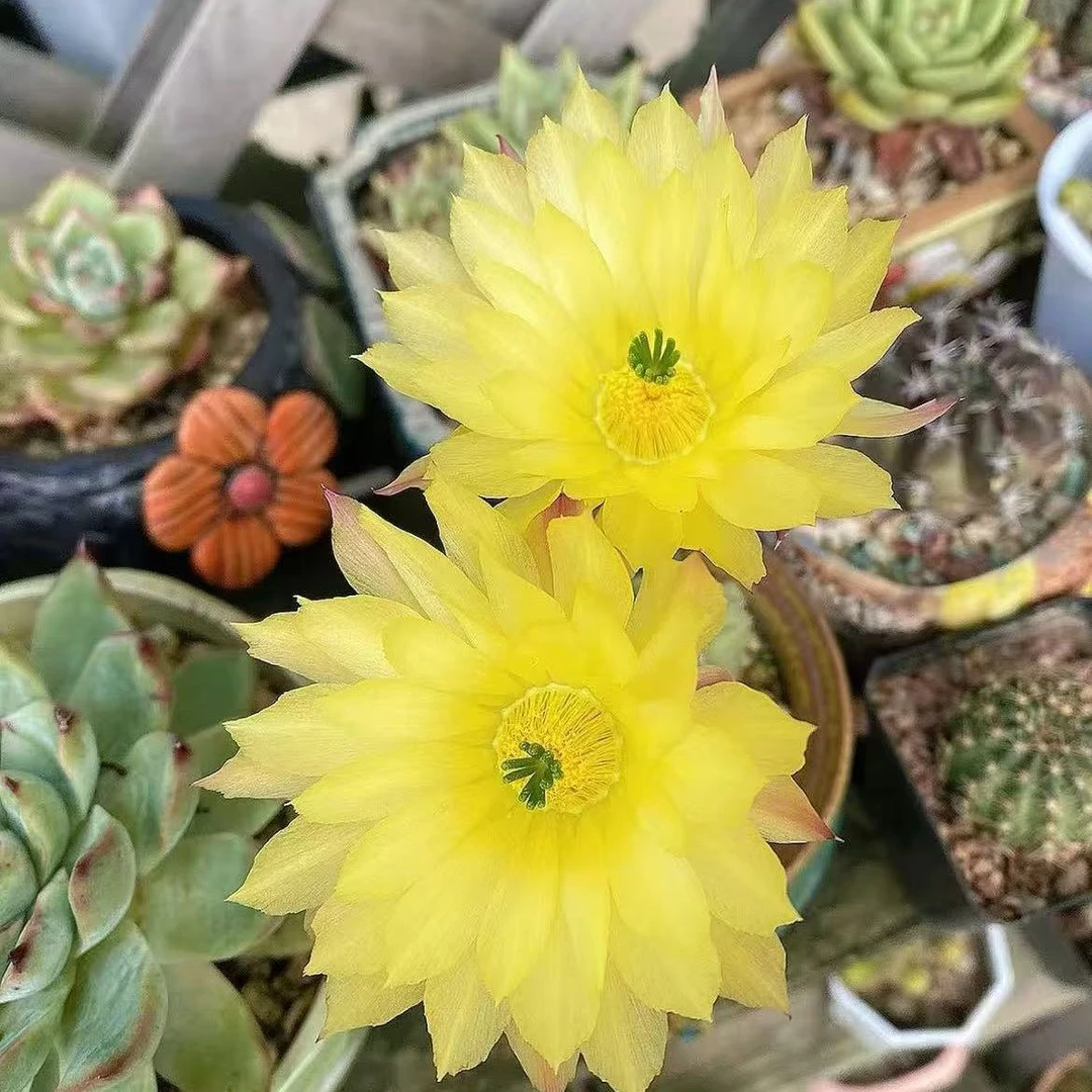 多头微刺虾 仙人球夏型种绿植盆栽桌面阳台