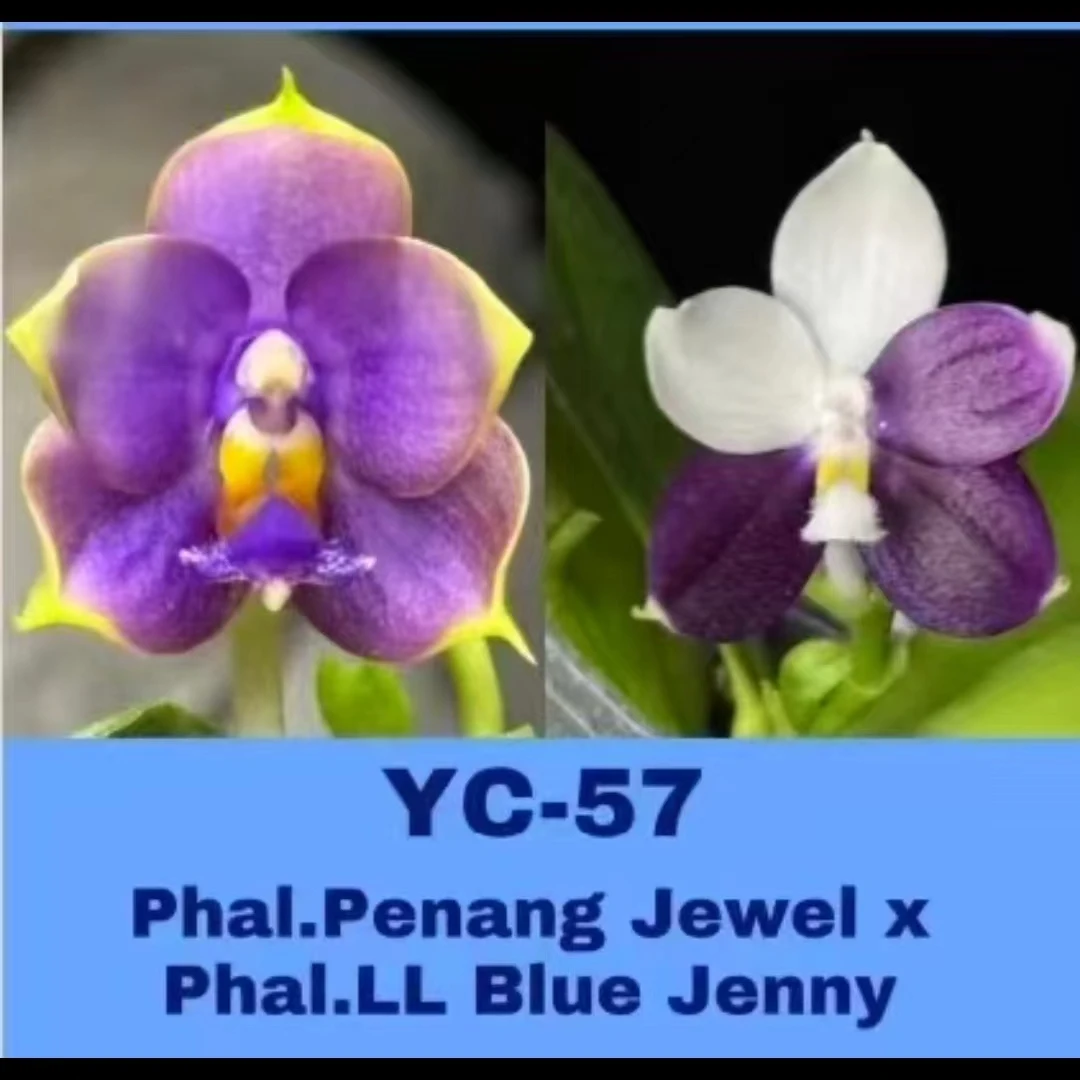 2.5寸 YC57-苗【1.7刚升2.5 未出根】 原生趣味兰花 蝴蝶兰