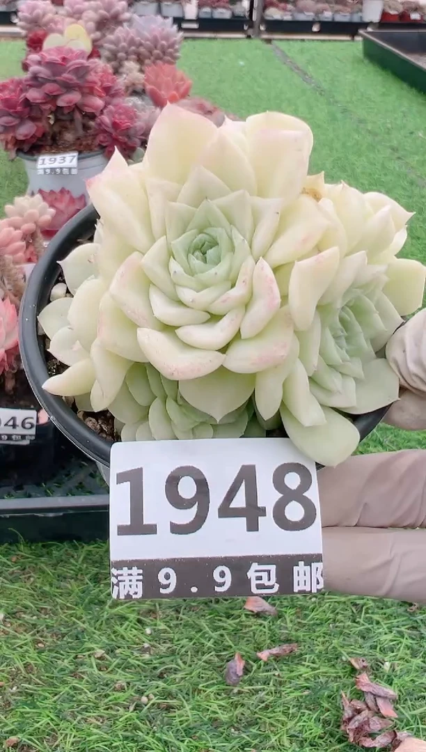 【闪购商品】信福多肉一物一拍