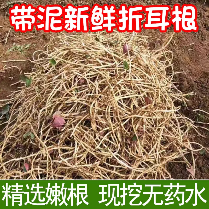 贵州特产鱼腥草鲜嫩折耳根凉拌食用煲汤种植味道热卖泡水热销新鲜