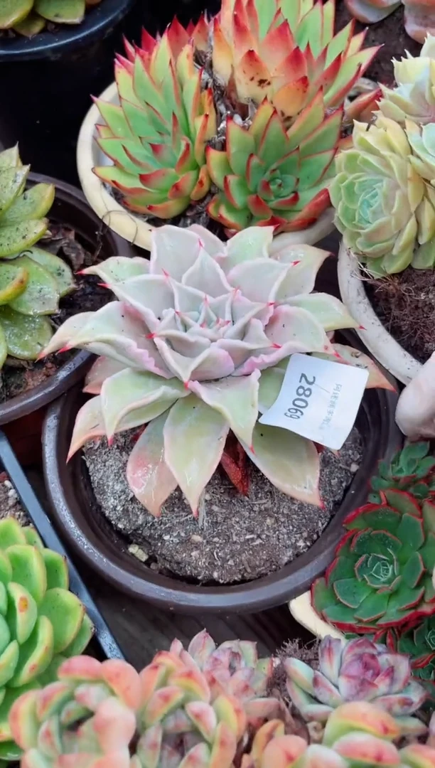 花*28069多肉植物一物一拍