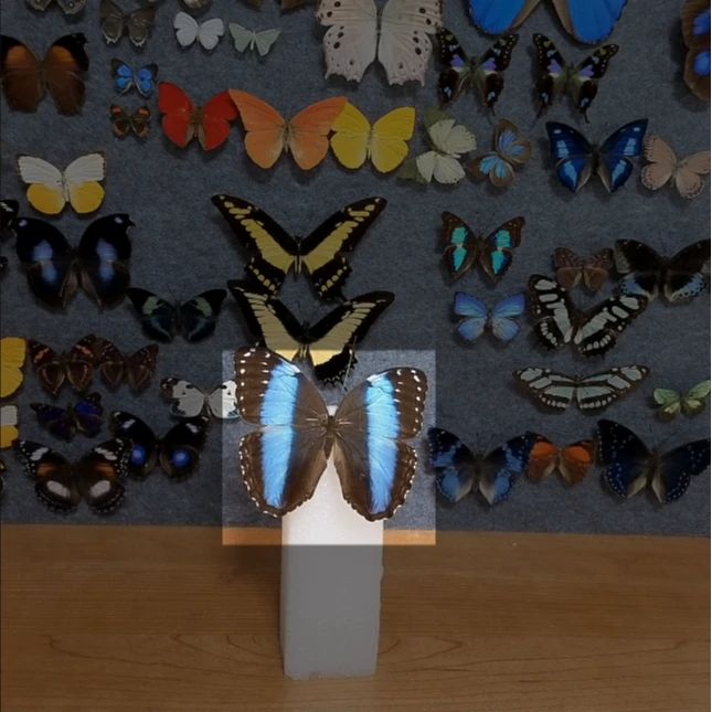 双列闪蝶修复不带框成品