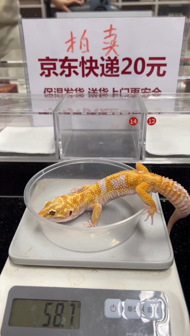 豹纹守宫000000000000