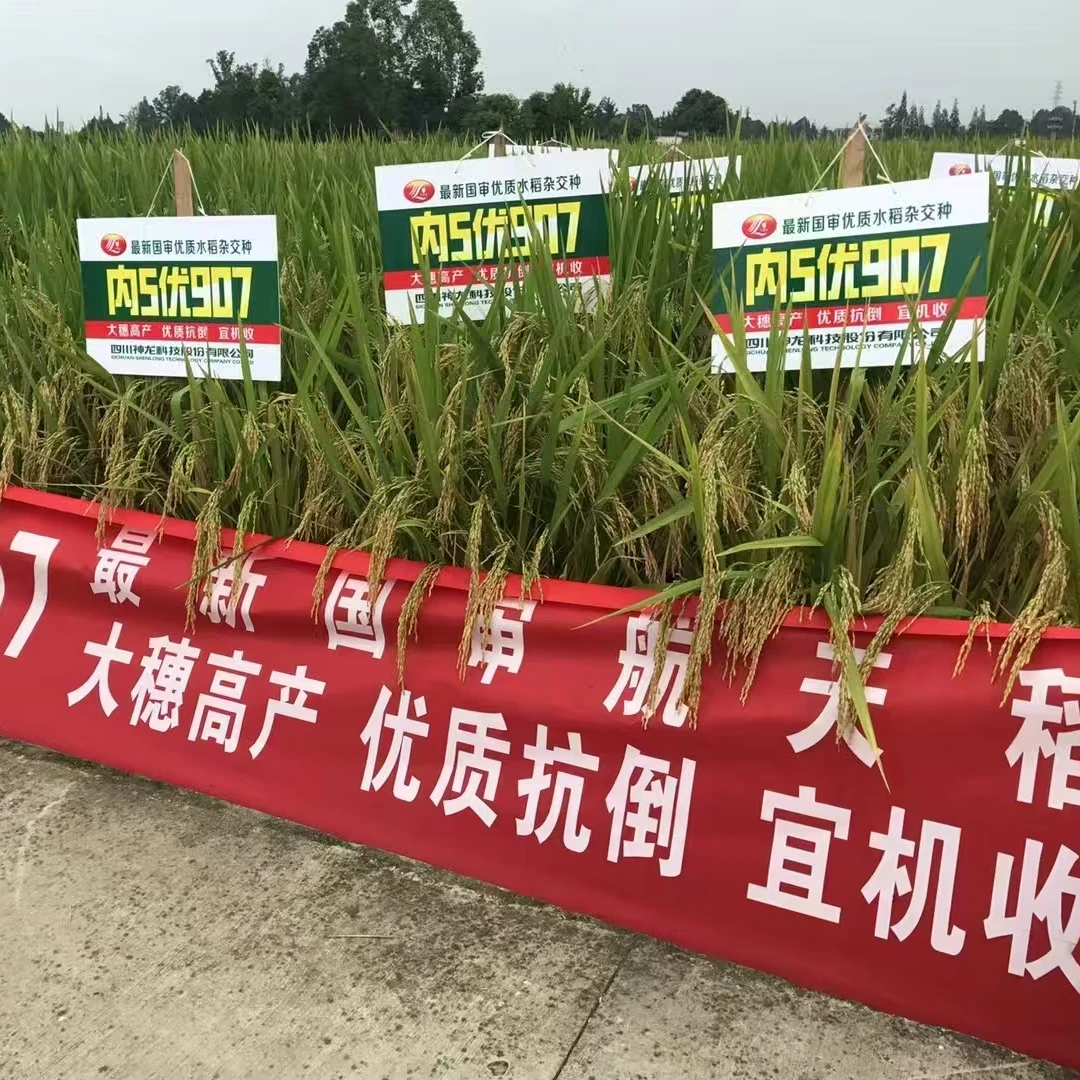 4袋高产内5优907杂交水稻种子原装稻谷国审优质正品抗倒抗病谷种