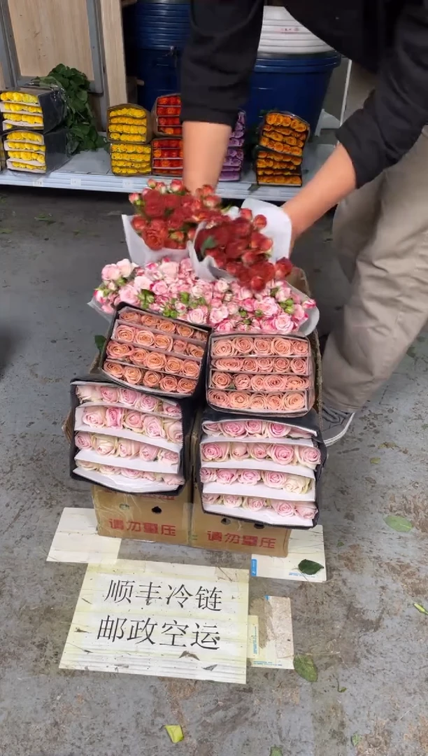 卡布20枝+粉红20枝+折射10枝+巧克力10枝