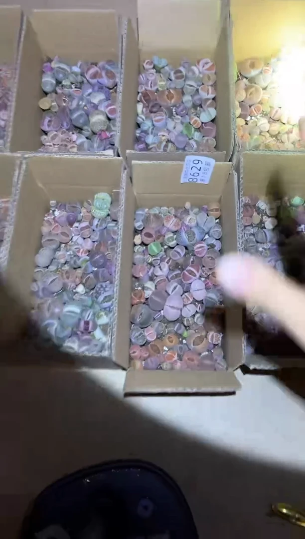 【闪购商品】8629特价彩色混合一盒微瑕量拍