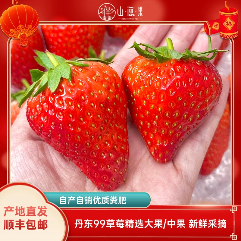 【顺丰空运现摘现发】丹东99草莓牛奶草莓新鲜采摘孕妇水果坏果包赔