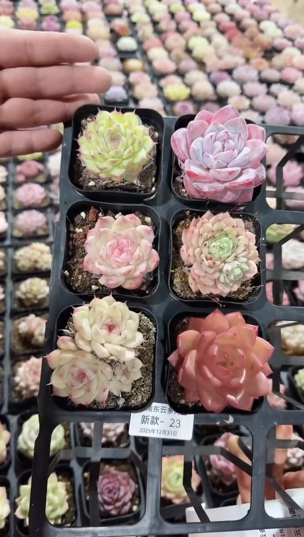 东云多肉园新款-23