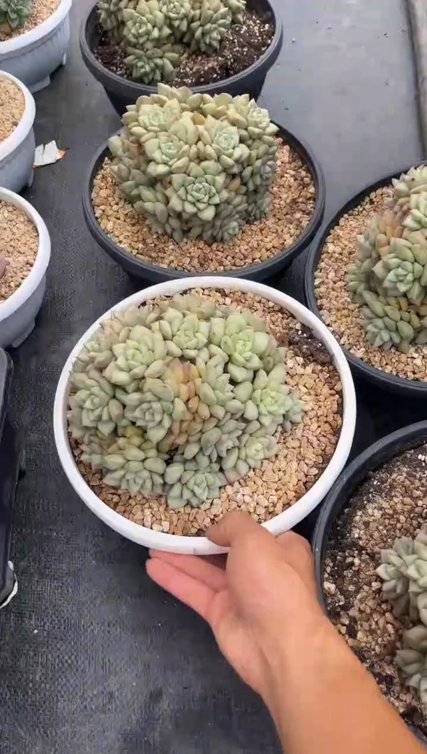 韩版象牙
