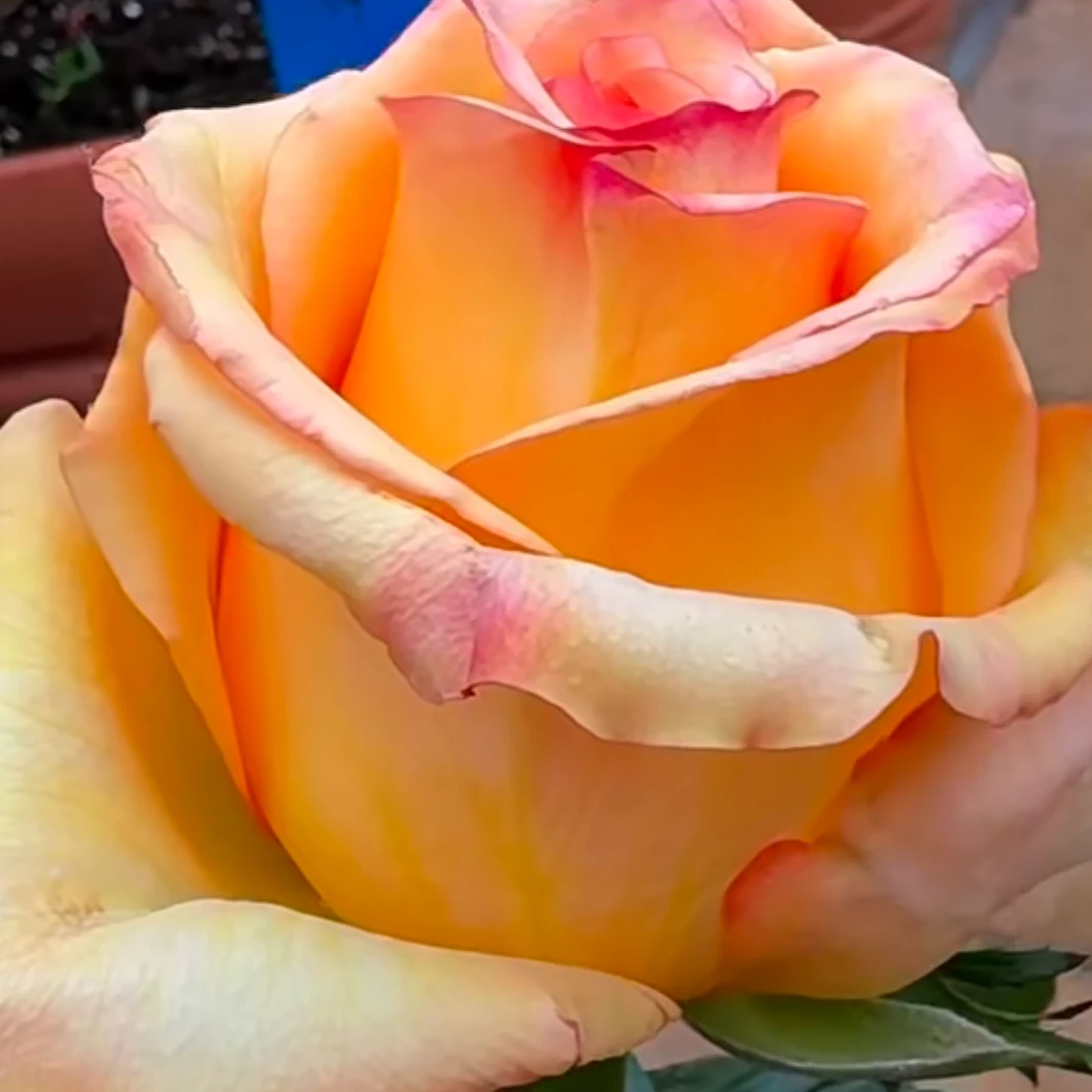 杨杨花卉切花玫瑰 杏色皇后 四季大花阳台庭院花园花卉植物