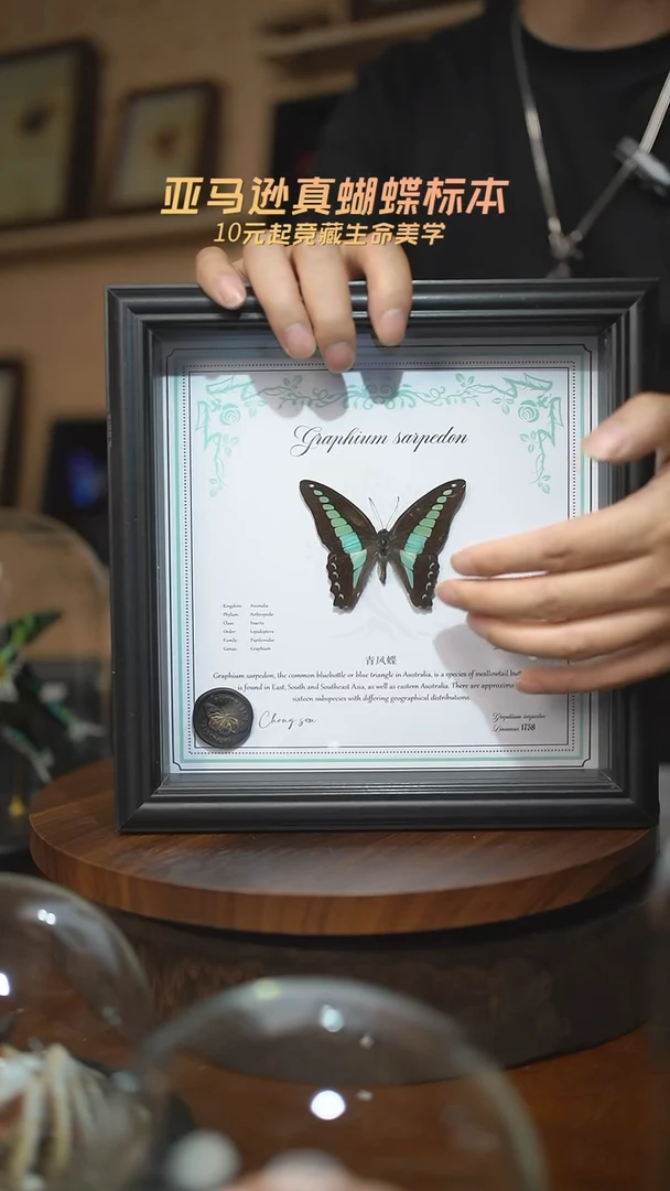 青凤蝶8寸欧式方框