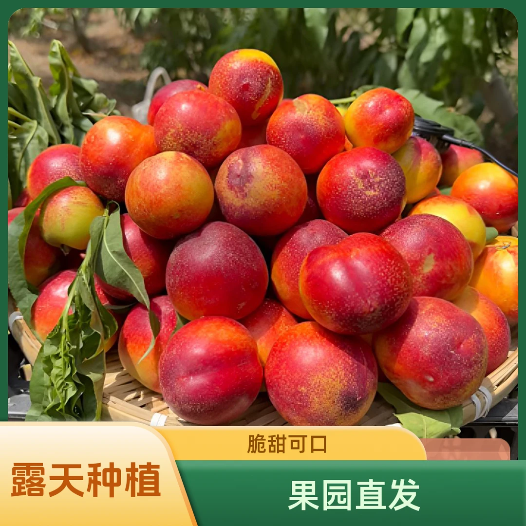 【山东蒙阴】露天黄心麻点油桃新鲜采摘脆甜当季应季水果