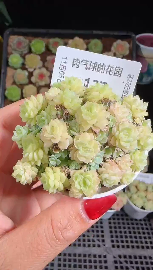 1105-127麦秆群带盆土不包整