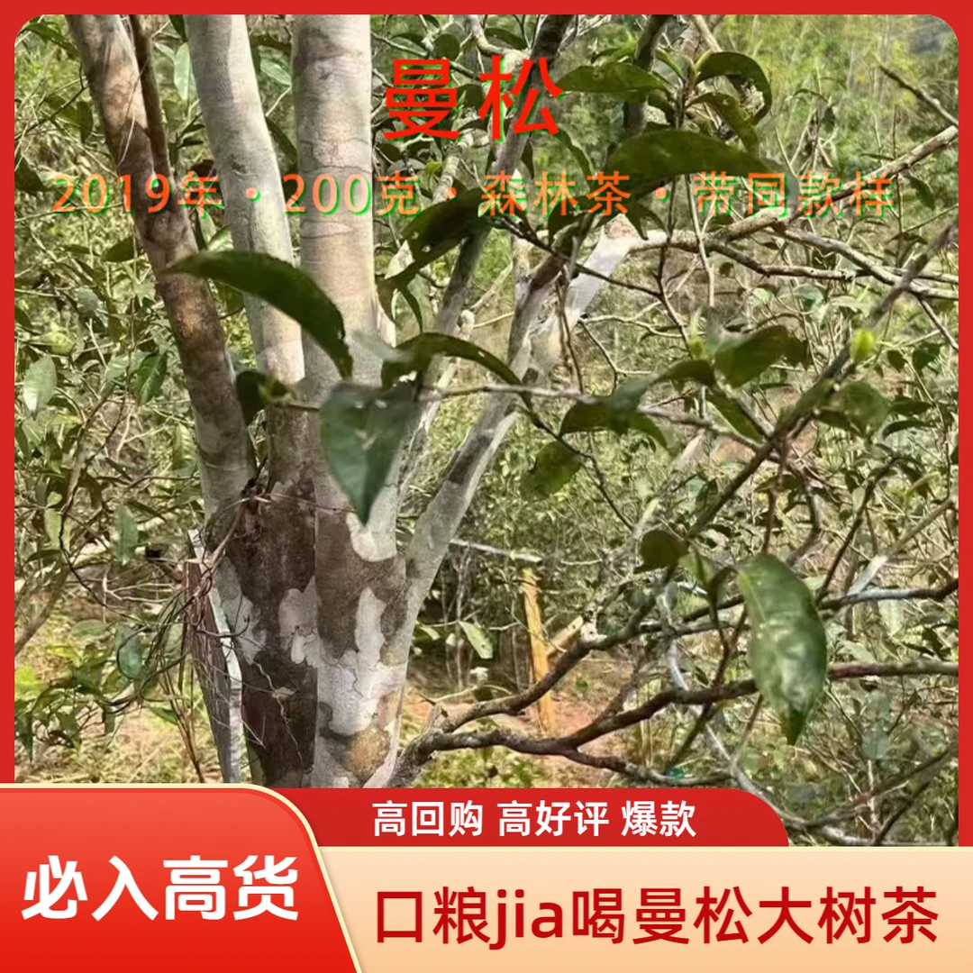 直播高货 2019年曼松森林小乔木普洱茶春茶200克生茶