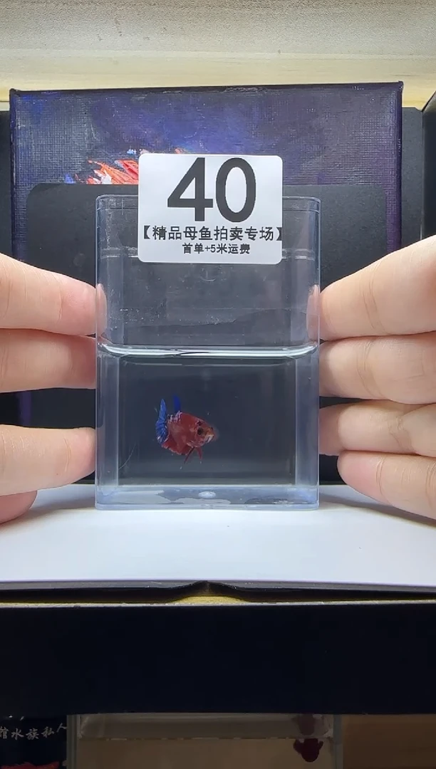 斗鱼母鱼编号：41