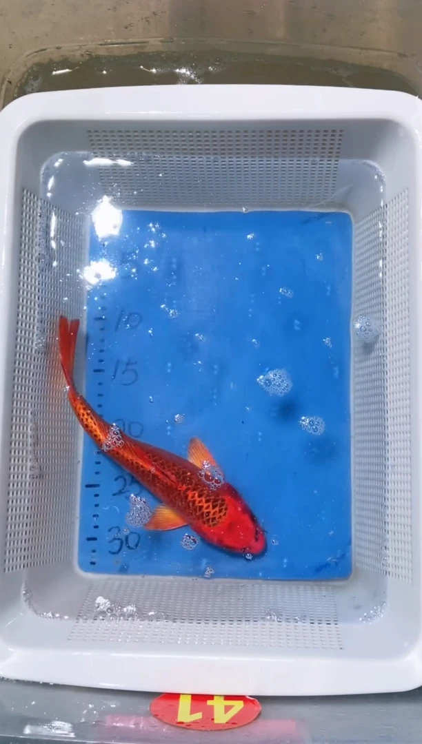 锦鲤锦鲤蝴蝶鲤鱼拍开箱视频包售后