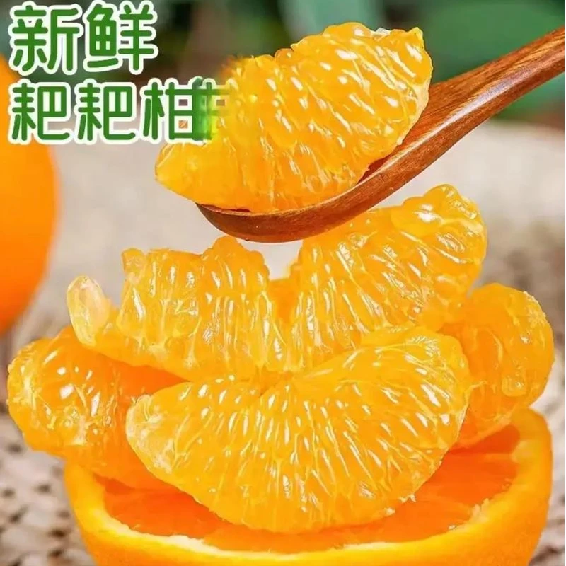 （贰师兄）四川春见耙耙柑新鲜采摘